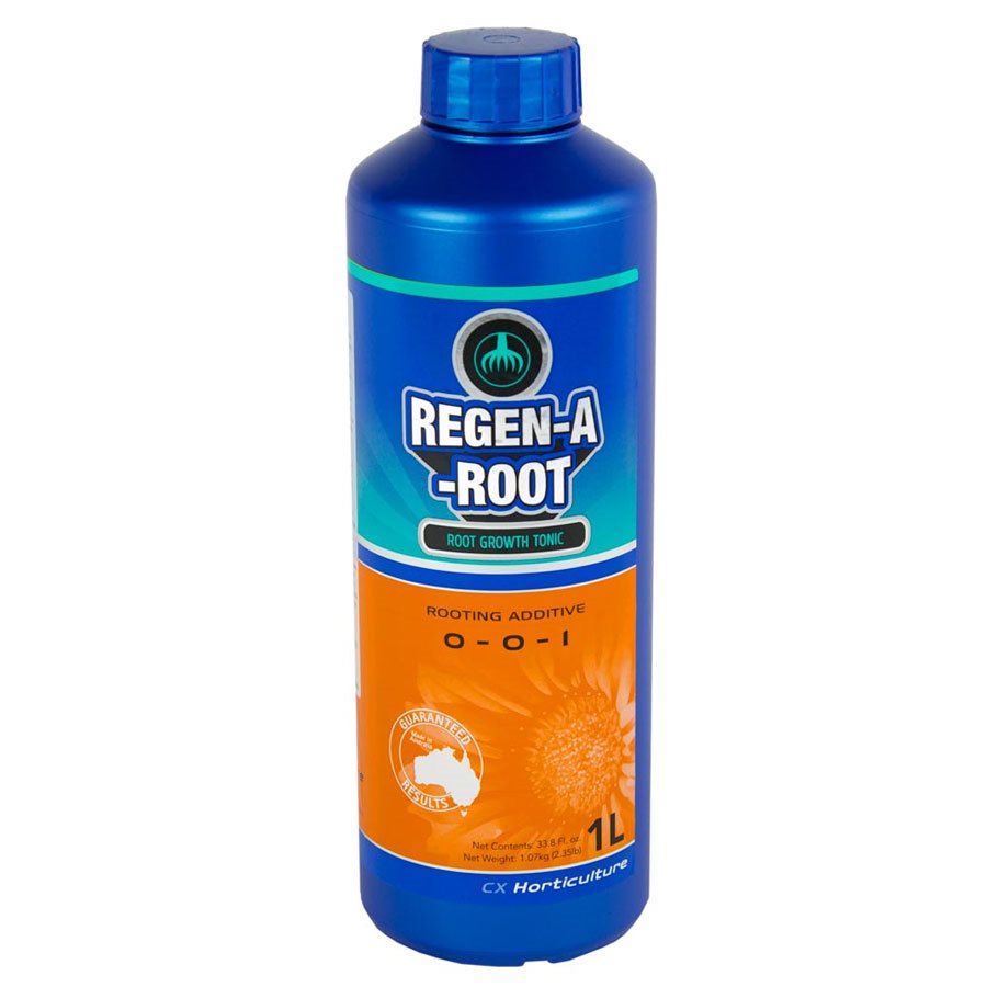 Regne-a Root 1L